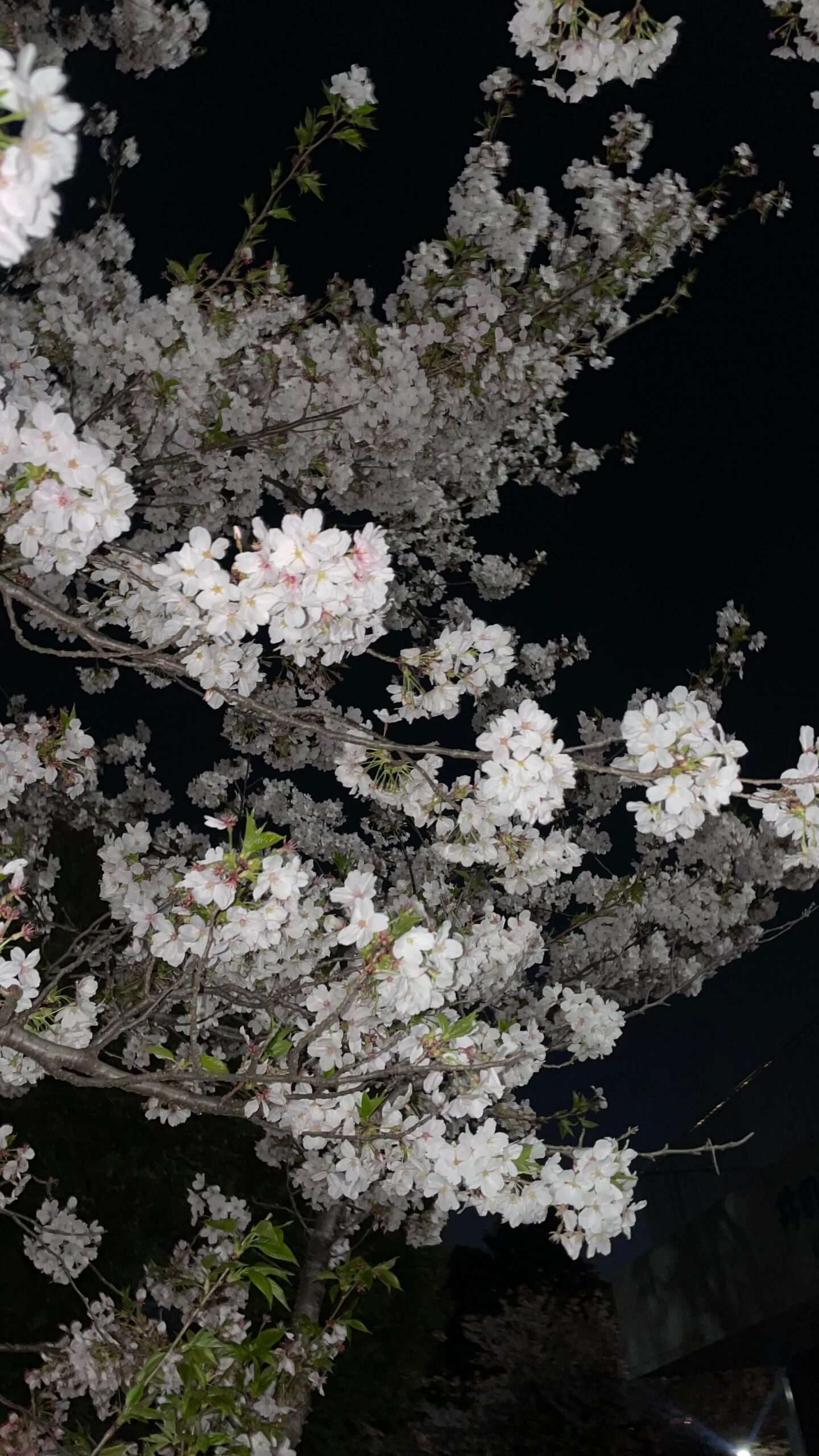 胸式呼吸と腹式呼吸って何が違うの？